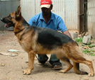 German Shepherd Dogs