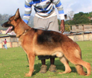 German Shepherd Stud Dogs
